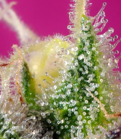 Семена марихуаны S.A.D. Sweet Afgani Delicious CBD