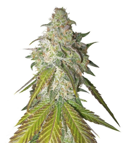 Семена сорта Sour Diesel fem (Royal Queen Seeds)