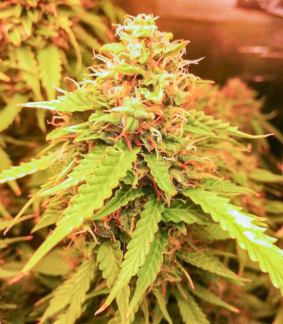 Семена сорта Crime Caramel Auto fem (Семяныч)