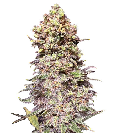 Семена сорта Gran Purple Banner Auto fem (Cali Buds Seeds)