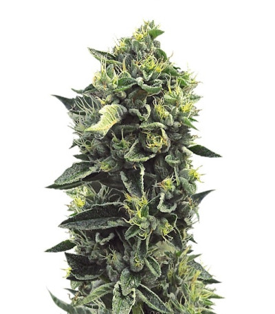Семена сорта OG Kush fem (Humboldt Seeds)