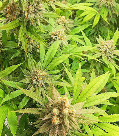 Семена сорта Auto Critical Lemon CBD fem (Advanced Seeds)