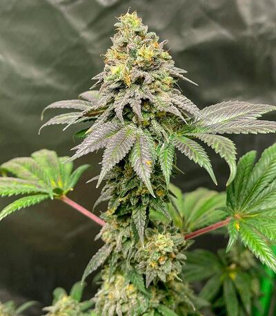 Семена сорта Punchberry Cookies RBX fem (Ethos Genetics)