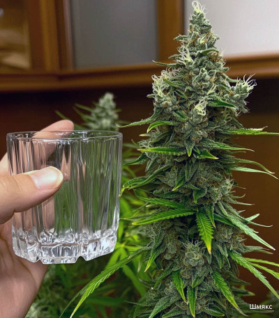 Семена сорта Auto Ak (Auto Ak 47) fem (Семяныч)