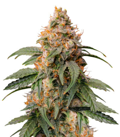 Семена сорта Ghost Chem OG Autoflower fem (Seedkeepers)