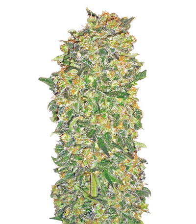 Семена сорта Chocolate Kush fem (00 Seeds)