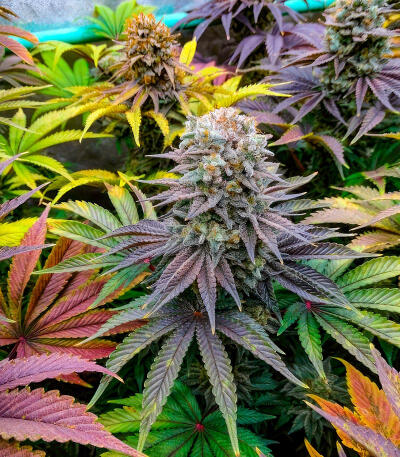 Семена сорта Mimosa × Orange Sherbet (7CH Seeds & Cali Buds Seeds)