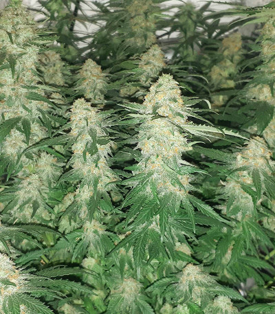 Семена сорта Afghan Kush fem (Семяныч)