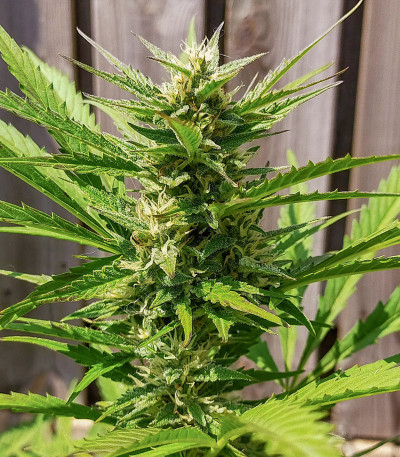 Семена сорта Auto Xtreme fem (Dutch Passion)