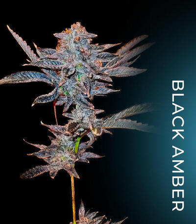 Семена сорта New Money fem (Compound Genetics)