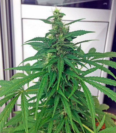 Семена сорта Critical + Autoflowering fem (Dinafem Seeds)
