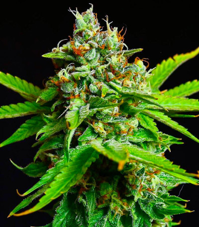 Семена сорта Peanut Butter OGKB fem (Original Sensible Seeds)