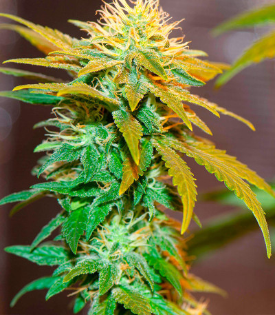 Семена конопли сорта White Widow