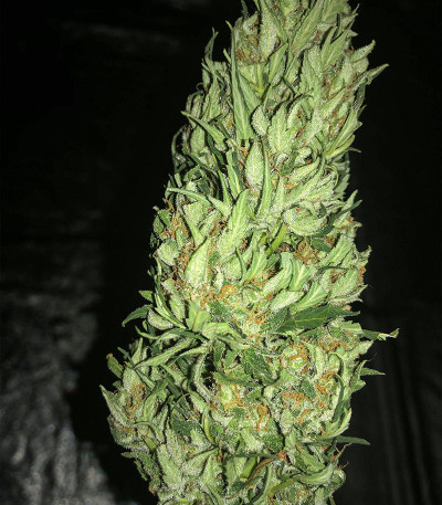 Семена сорта Critical Neville Haze Auto fem (Delicious Seeds)