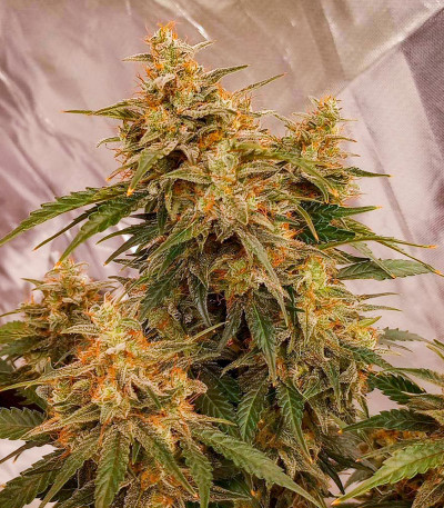 Семена сорта Godzilla Cookies Auto fem (Herbies Seeds)