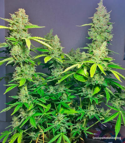 Семена сорта Gorilla Auto fem (Glue auto)