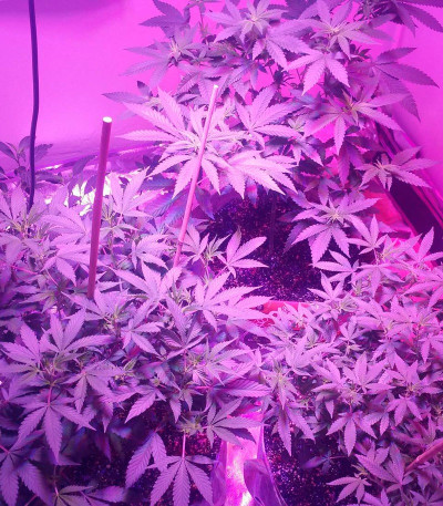 Семена сорта Kripple Roulette fem (Dr. Krippling Seeds)