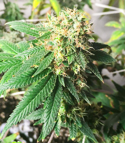 Семена сорта Lemon OG fem (AlphaFem Seeds)