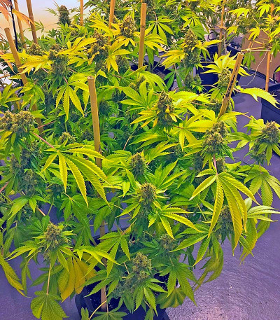 Семена сорта OG Kush fem (Humboldt Seeds)