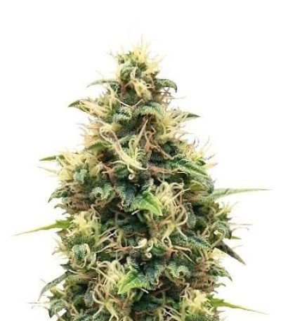 Семена сорта Somango XL fem (Royal Queen Seeds)