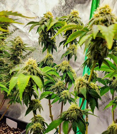 Семена сорта Watermelon Zkittlez Fast Version fem (Easy Grow Seeds)