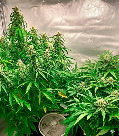 Семена сорта Crime Caramel Auto fem (Семяныч)