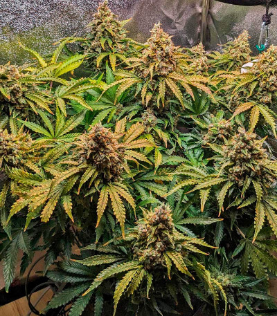 Семена сорта Gelato Auto fem (Herbies Seeds)