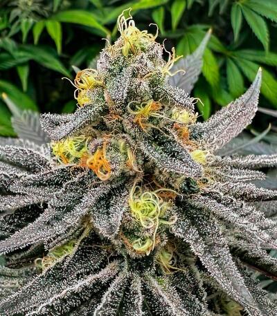 Семена сорта Mandarin Cookies fem (7CH American)