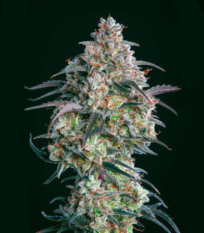 Семена сорта Mimosa Cake Auto fem