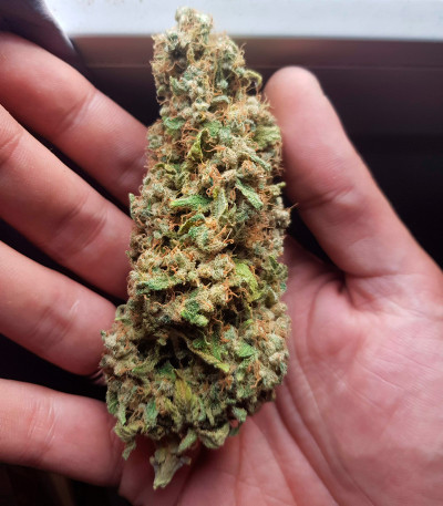 Семена сорта Monster Moby (Monster Genetics)