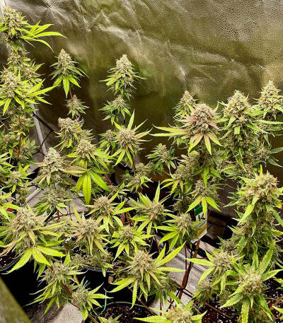 Семена сорта The White Fire OG fem (Seedkeepers)