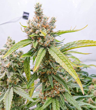 Семена сорта Tropic Punch fem (Heavyweight Seeds)