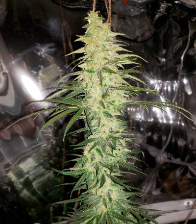 Семена сорта Ultra Power Plant fem (Victory Seeds)