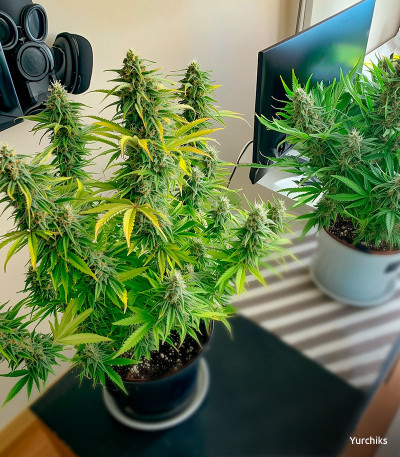 Семена сорта Super Lemon Haze fem (Green House Seeds)