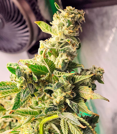 Семена сорта Jungle Breath fem (7CH American)