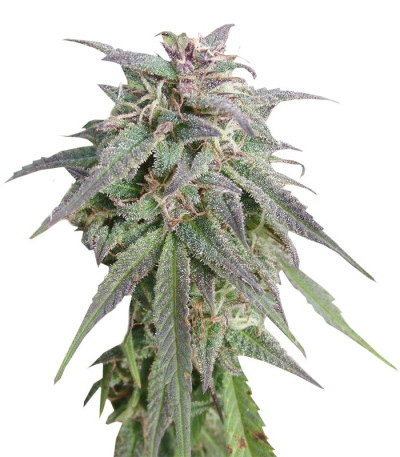 Семена сорта Blue Mystic fem (Nirvana Seeds)