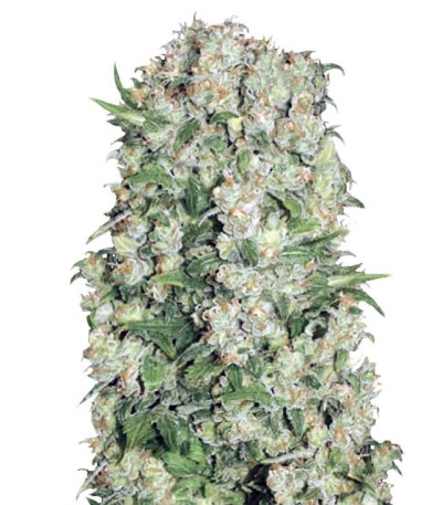 Семена сорта White Prussian fem