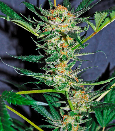 Семена сорта Amnesi-K fem