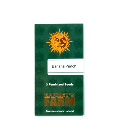 Семена сорта Banana Punch fem (Barney's Farm)