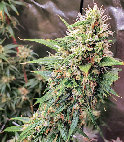 Семена сорта Blow Dream fem (Victory Seeds)