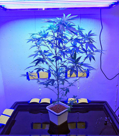 Семена сорта Blue Mystic fem (Nirvana Seeds)