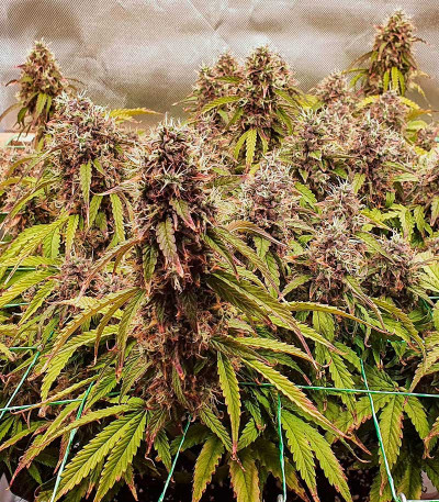 Семена сорта Gelato Auto fem (Herbies Seeds)