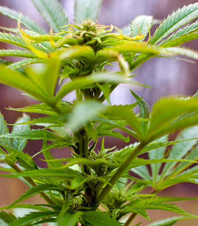 Семена сорта Kalichakra reg