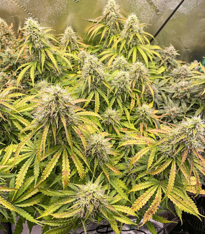 Семена сорта Original AK Auto fem (FastBuds)