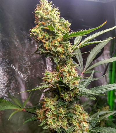 Семена сорта Quick One auto fem (Royal Queen Seeds)