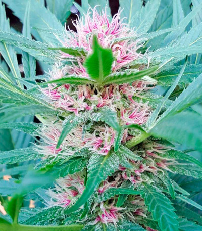 Семена сорта Serious 6 reg (Serious Seeds)