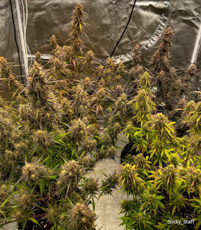 Семена сорта Tashkenti Auto fem (Семяныч)