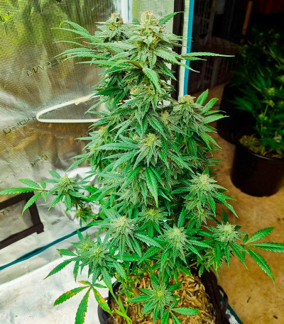 Семена сорта Wedding Crasher Auto fem (7CH Seeds & Advanced Seeds)