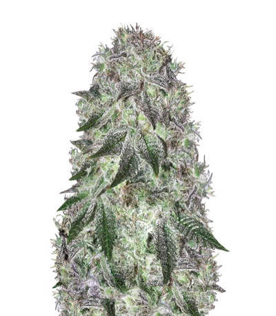 Семена сорта Fast Caramelic fem (Anesia Seeds)