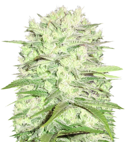 Семена сорта Thunderstruck fem (Sumo Seeds)